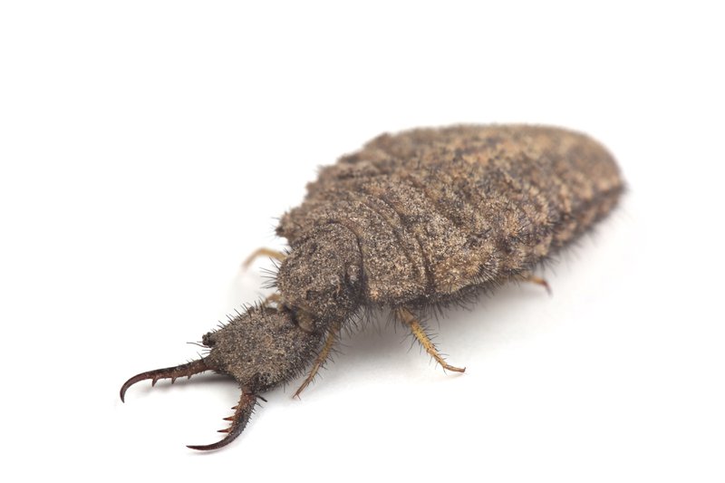 Larva of antlion isolated on white background