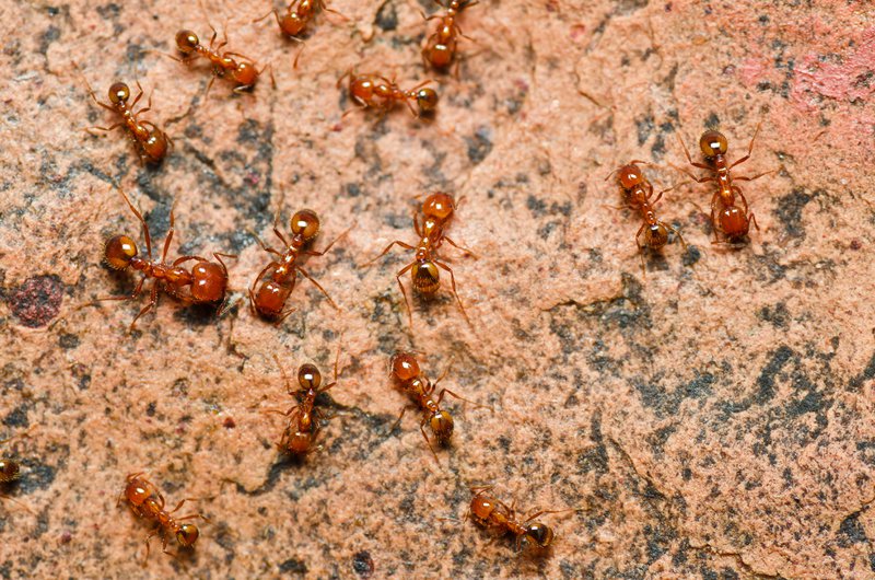 fire ant in nature or in the garden