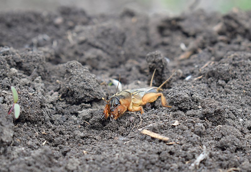 European mole cricket