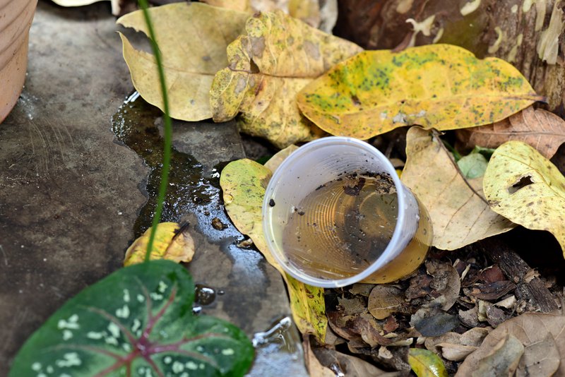 abandoned cup in a vase with stagnant water inside. close view. mosquitoes in potential breeding sites.
proliferation of epidemic aedes aegypti, dengue, chikungunya, zika virus, malaria mosquitoes.