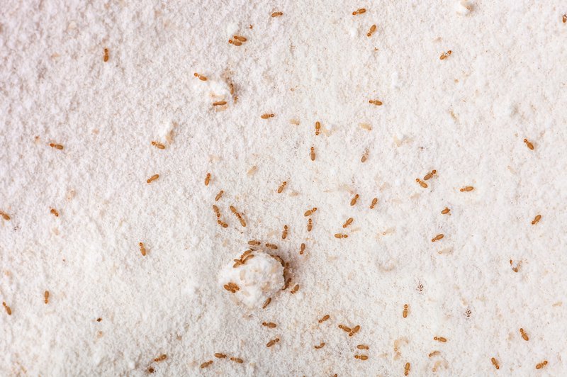 Booklice or barklice feeding in flour. Little Liposcelis bostrychophila in order Psocoptera. Small brown Trogium pulsatorium, common booklouse on domestic kitchen. Food pest macro life top view