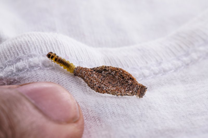 Wall moth larvae, found crawling up walls or clothing, inside a small cocoon, feed on fur (including the wool of clothing), feathers, leather, dead skin fragments, hair and paper.
