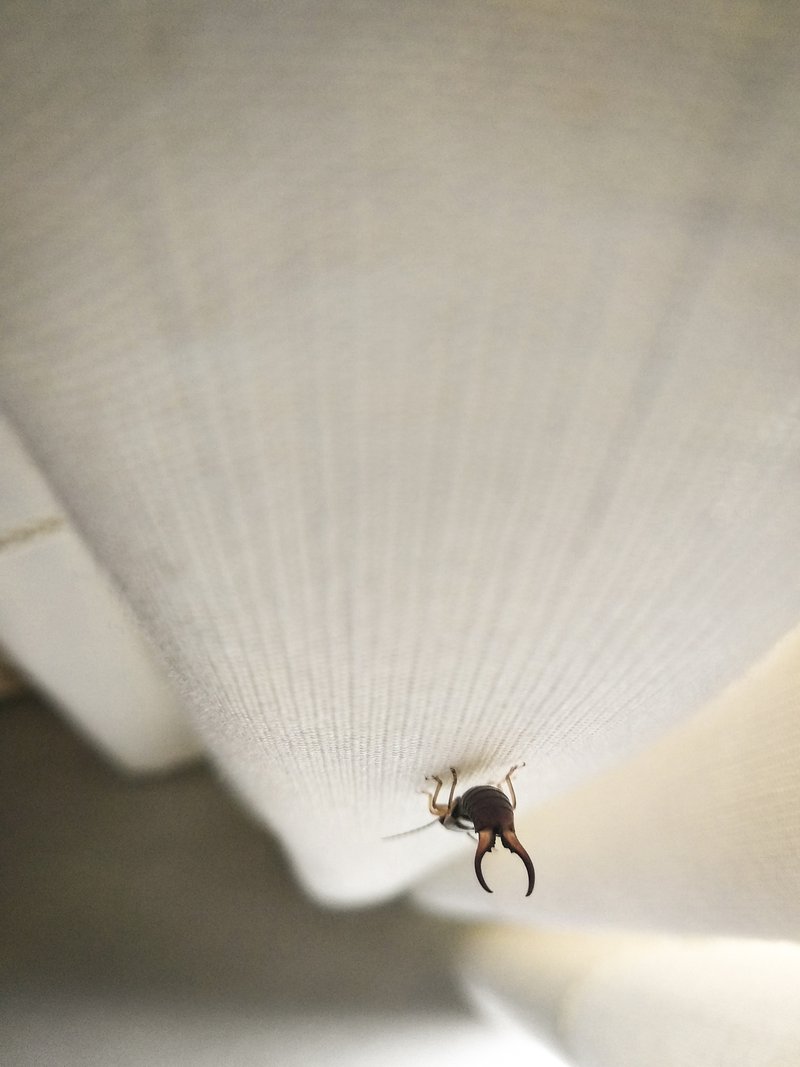 Close-up of the pincers of a earwig. Feared insect of order Dermaptera climbed on the curtain of a house with copy space at the top. Back view.