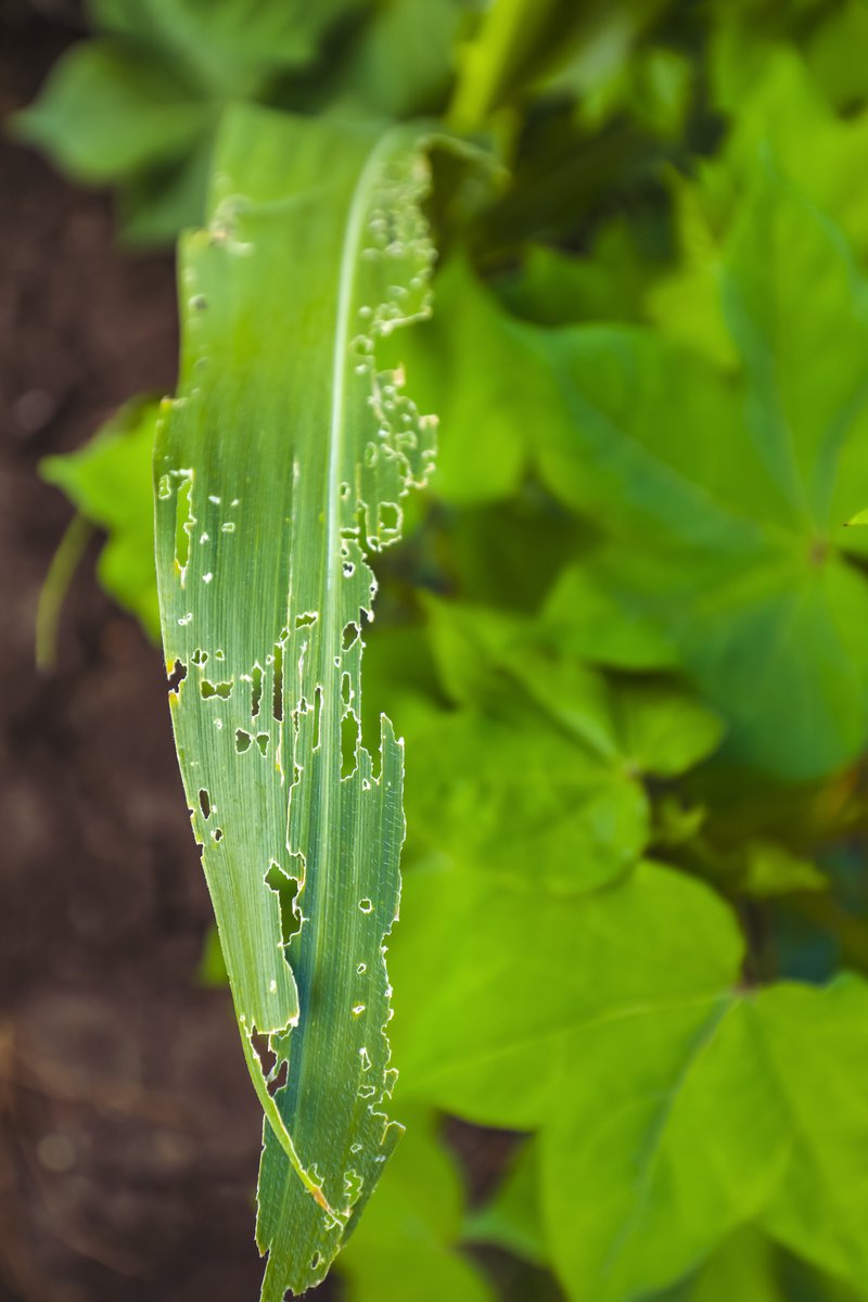 Corn leaves attacked by worms in maize field.