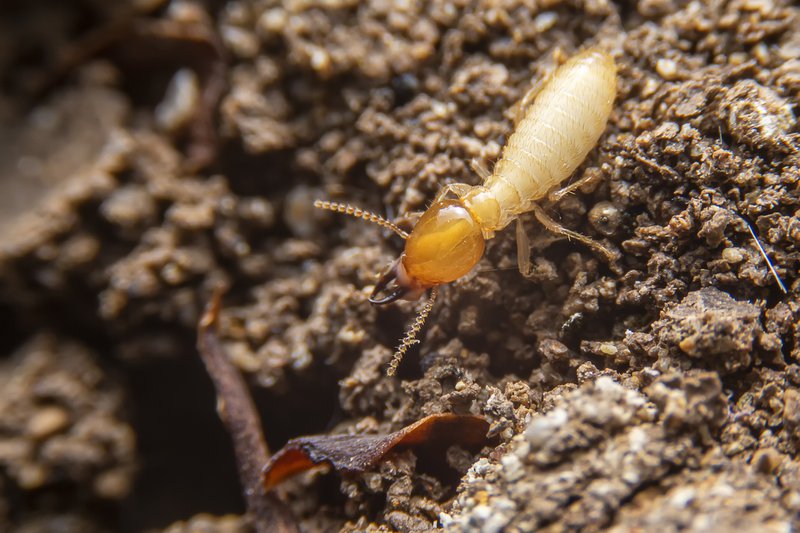 Selective focus of the small termite on decaying timber. The termite on the ground is searching for food to feed the larvae in the cavity.