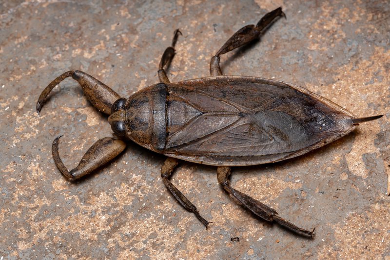 Adult Giant Water Bug of the Genus Lethocerus
