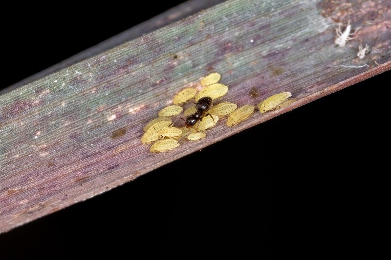 Small yellow aphids nymphs of the species Sipha flava eating a Lemon Grass leaf of the species Cymbopogon citratus while they are protected by rover ants of the Genus Brachymyrmex