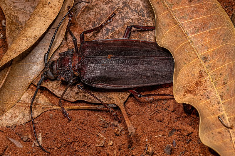Adult Giant Prionid Beetle of the species Ctenoscelis coeus
