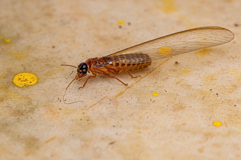 Adult Higher Termite of the Family Termitidae