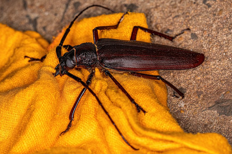 Adult Giant Prionid Beetle of the genus Ctenoscelis