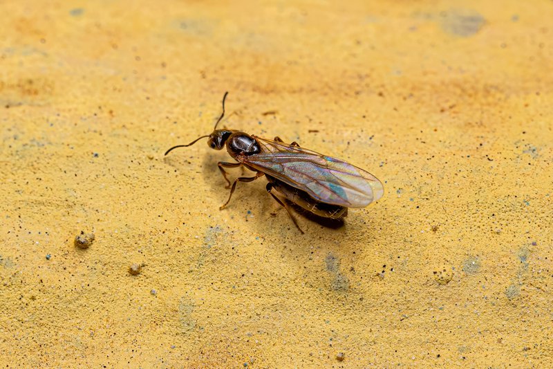 Adult Female Small Adult Rover Queen Ant of the Genus Brachymyrmex