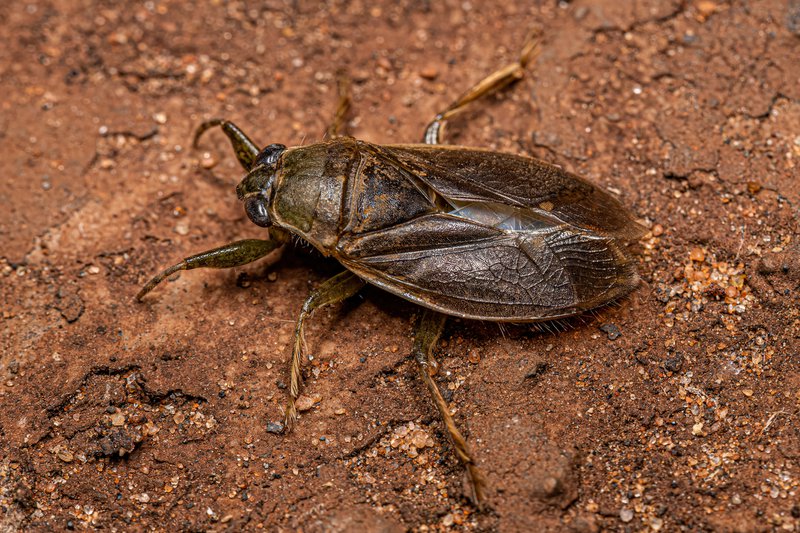 Adult Giant Water Bug of the Genus Belostoma