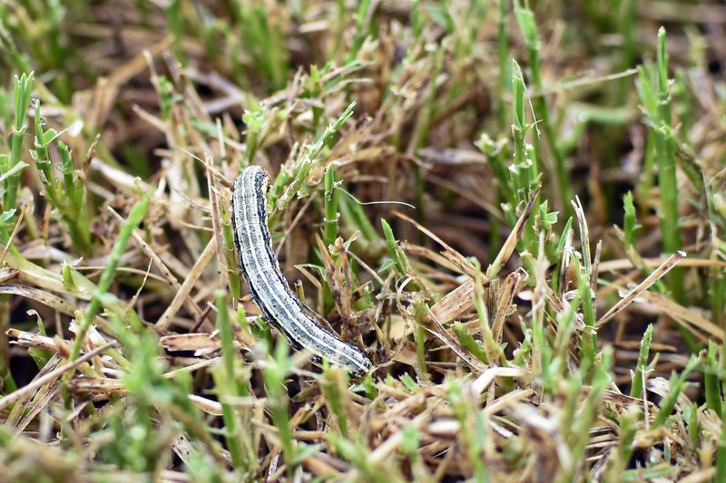 Close up of a fall armyworm (Spodoptera frugiperda) eating grass in a lawn in central Alabama. These pests can strip a lawn in hours.