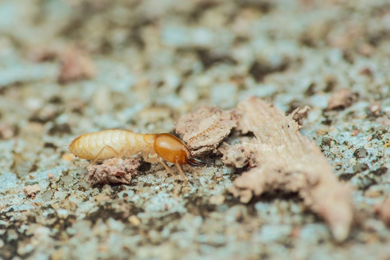 Close-up macro view of a termite worker crawling on the ground, searching for food, showcasing the insect's anatomy and behavior in its natural habitat