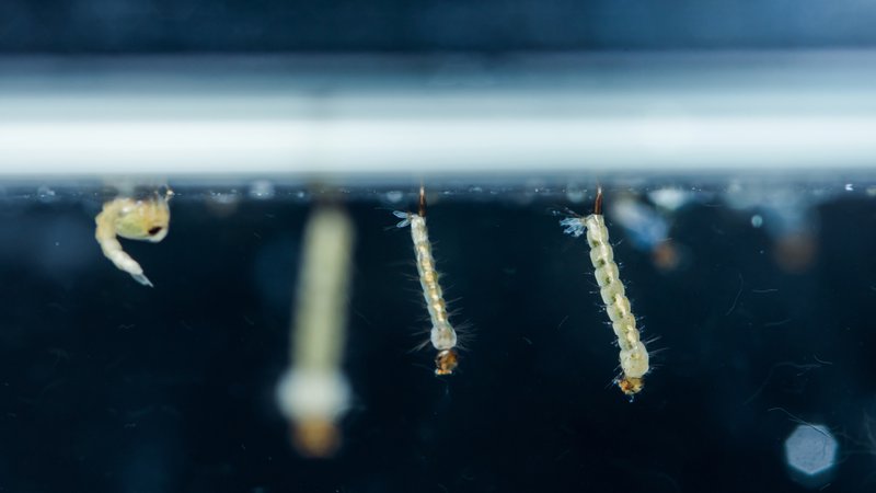 Mosquito larvae are aquatic insects that breathe through tubes extending from their abdomens to the water's surface, making them a common sight in stagnant water bodies