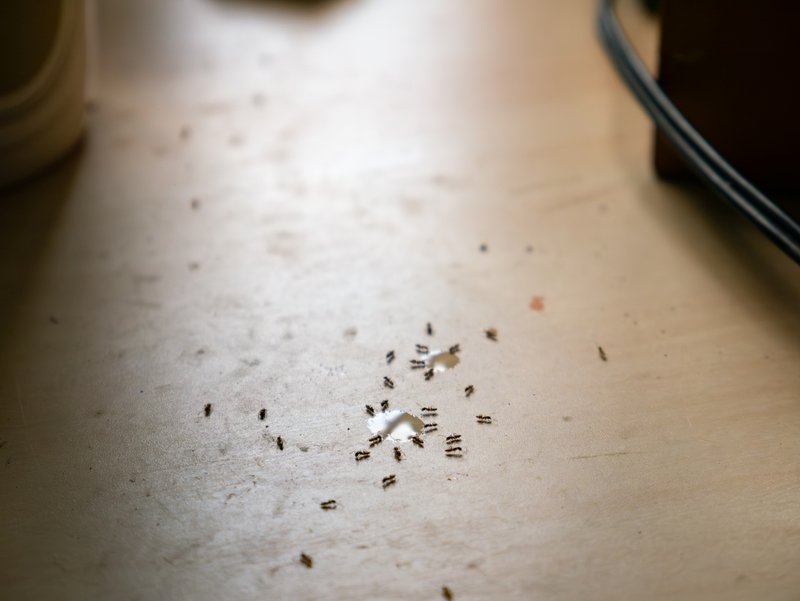 Sugar Ants Invading Kitchen Table - Household Pest Problem and Sweet Drink Spill Cleanup.