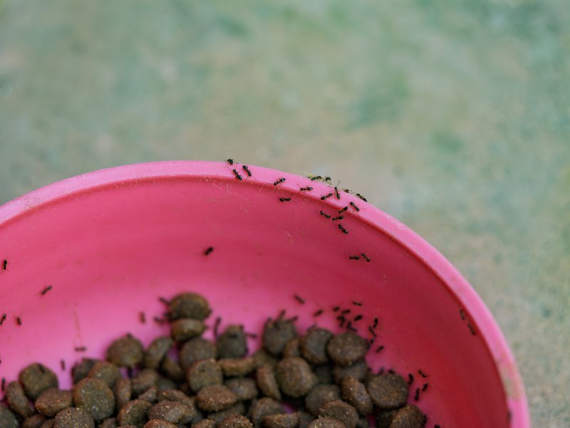 Tiny black ants crawling over dry pet food