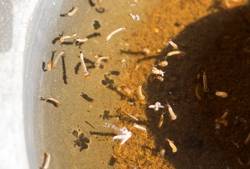 gnats; mosquitoes; larvae,Mosquito larvae in dirty water and young mosquitoes with shell mosquitoes