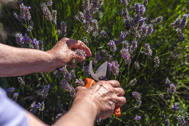 essential oils usage in an assisted living facility