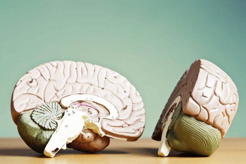 ADHD brain