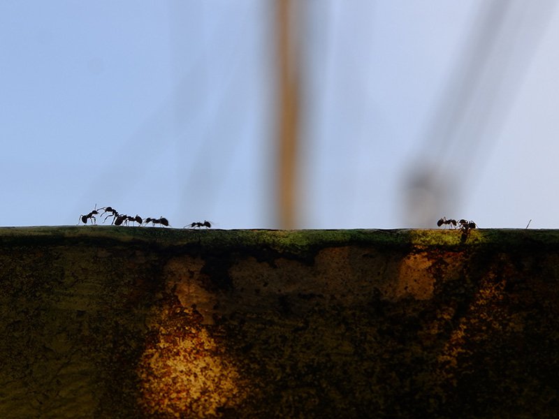 ants crawling on an edge of a rock