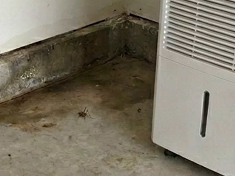 camel cricket in corner of damp pee dee garage