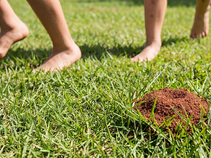 kids playing barefoot in the grass near fire ant mound