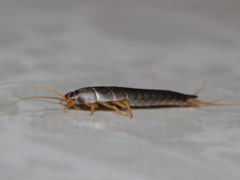 silverfish in bathroom of myrtle beach home