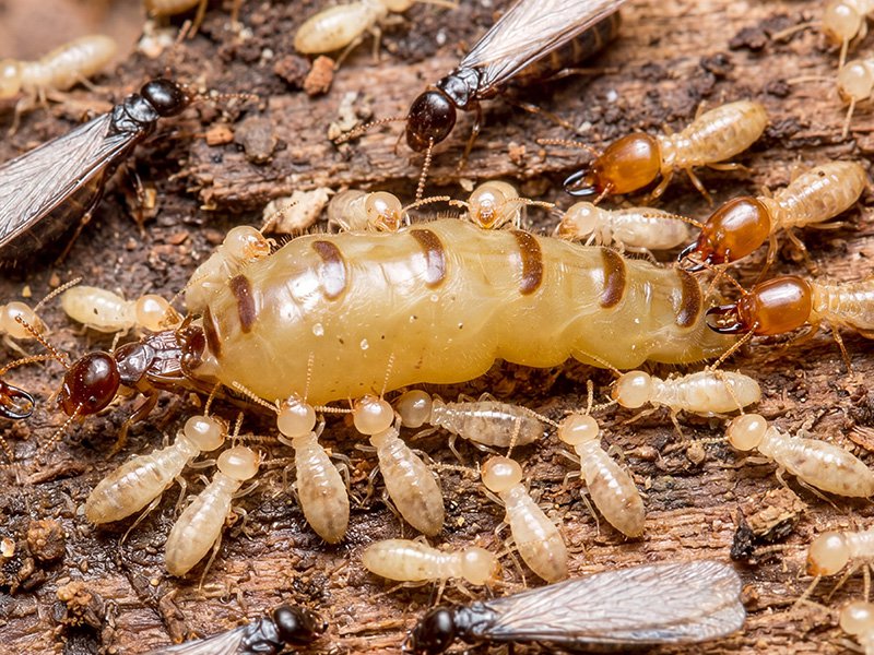 termites around queen termite