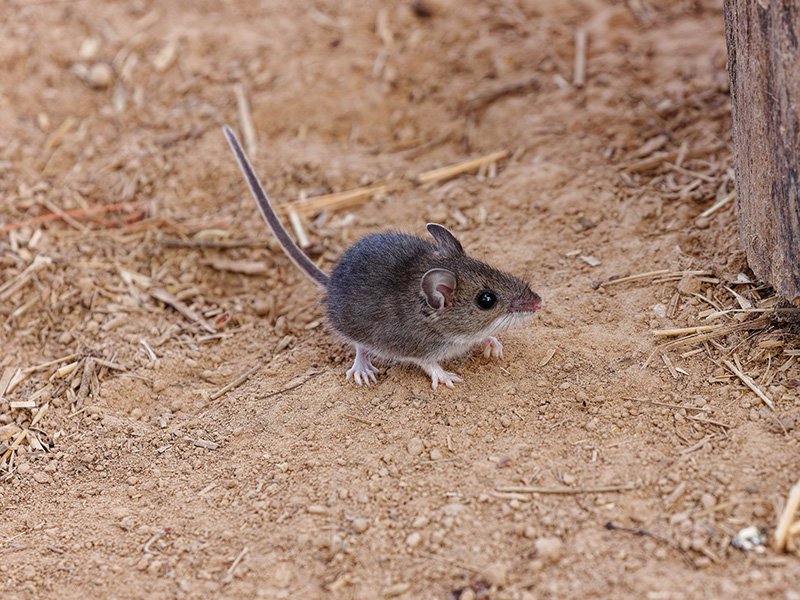 deer mouse on the ground