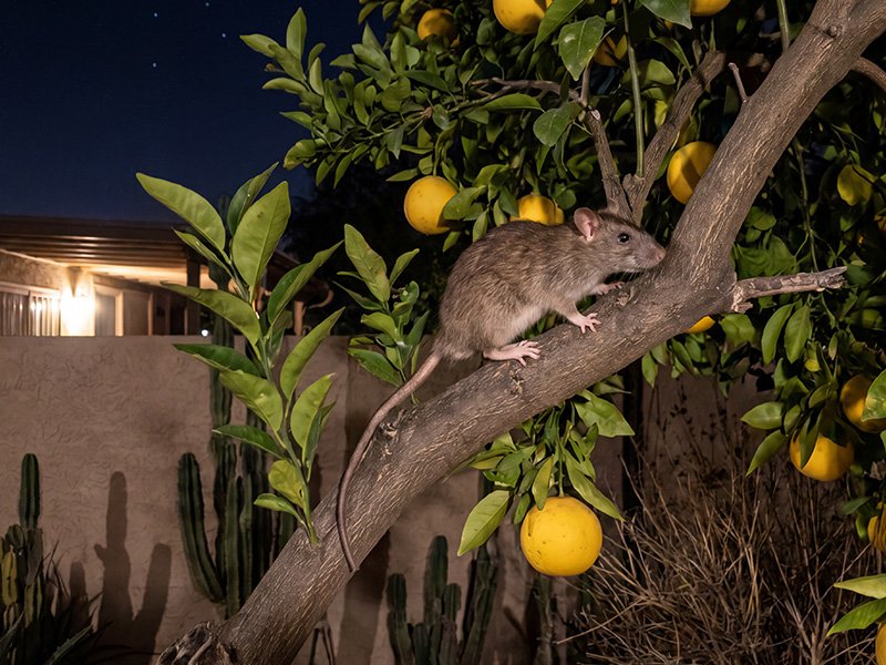 roof rat climbing citrus tree in phoenix yard