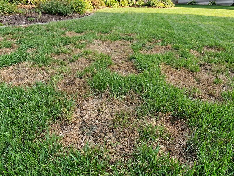 brown patches in lawn