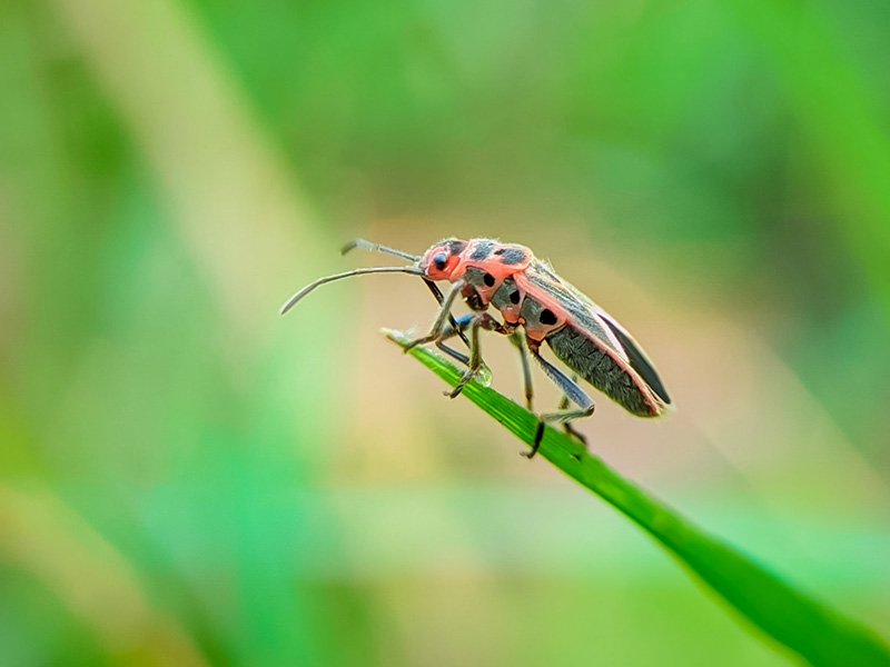 chinch bug on a blade of grass