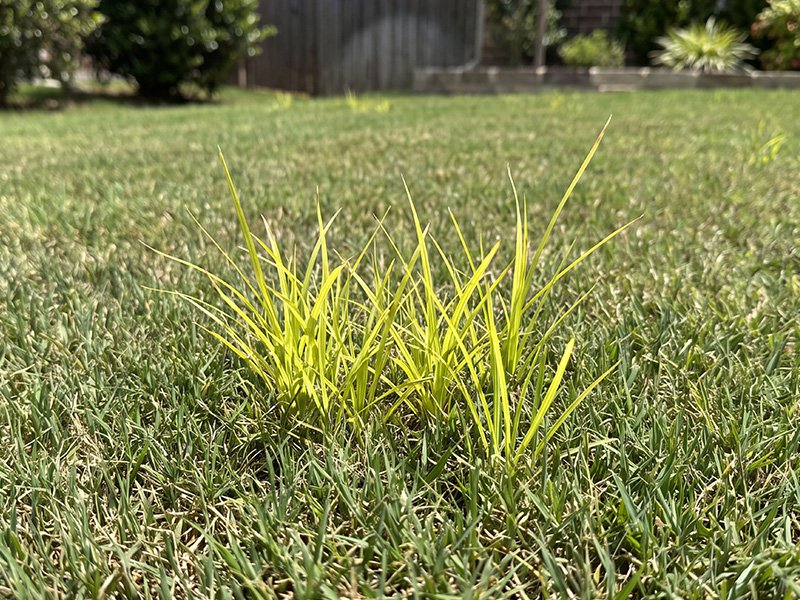 nutsedge on lawn