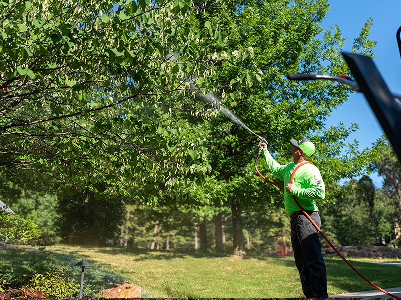 pest tech spraying a tree