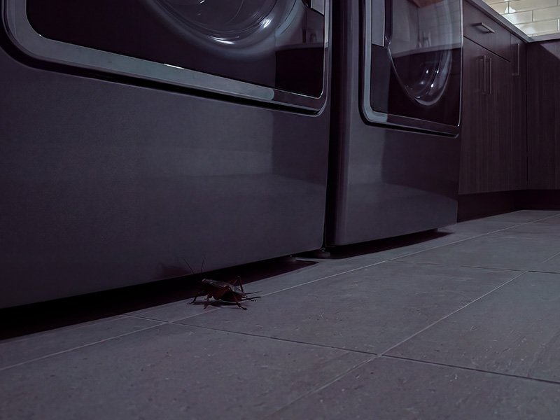 cricket on floor near washer and dryer