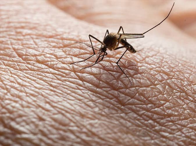 mosquito biting a man in virginia beach
