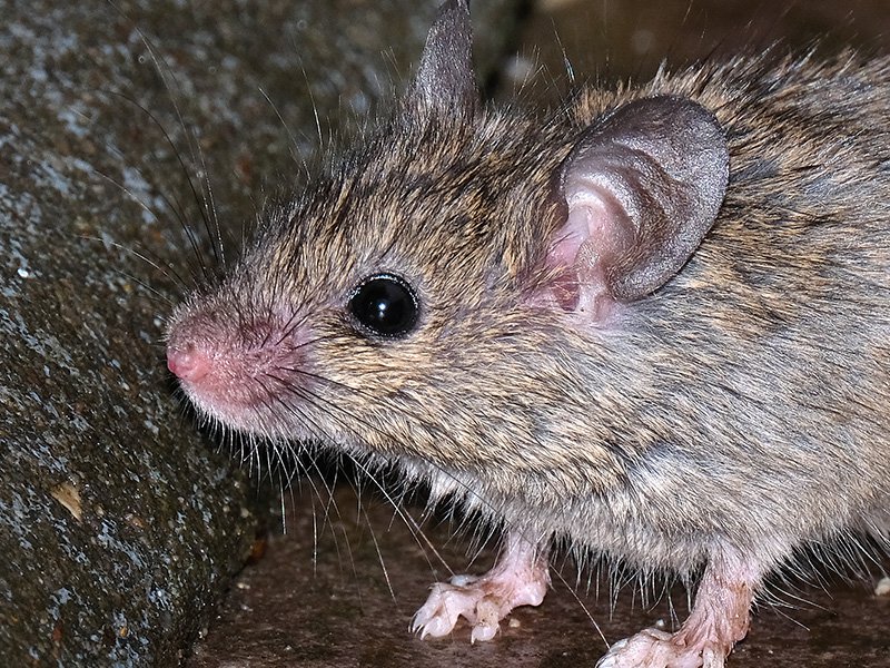 rodent on decaying wood