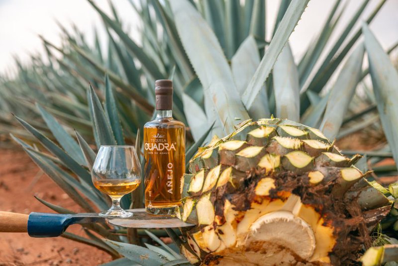 agave wine vs tequila