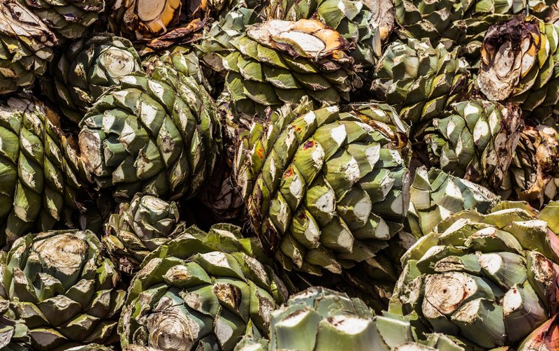 Agave cones after harvest