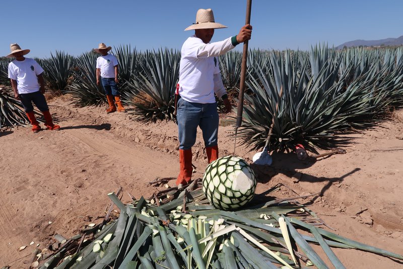 Farmer harvesting agave product
