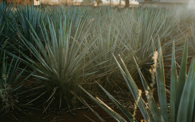 Plants are cultivated for years before being sent to agave market.