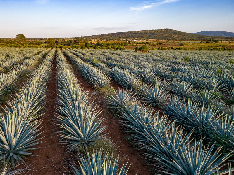 Agave production field full of agave plants