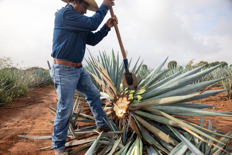 agave spirit for RTD cocktails