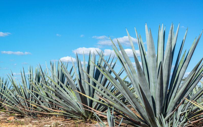 Bulk agave wine comes from the blue agave plant.