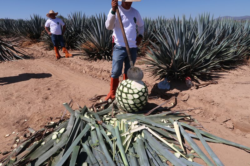 agave syrup MOQ and lead time