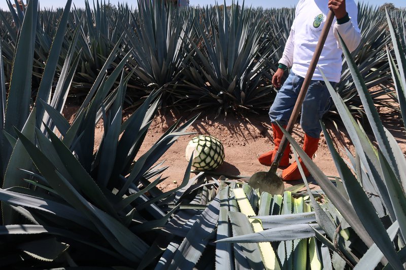 agave syrup for beverage manufacturing