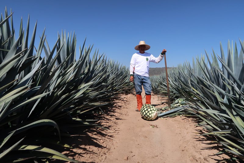 bulk agave