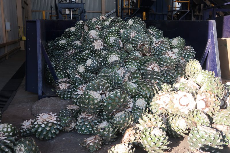Large bulk of raw material for agave spirits.