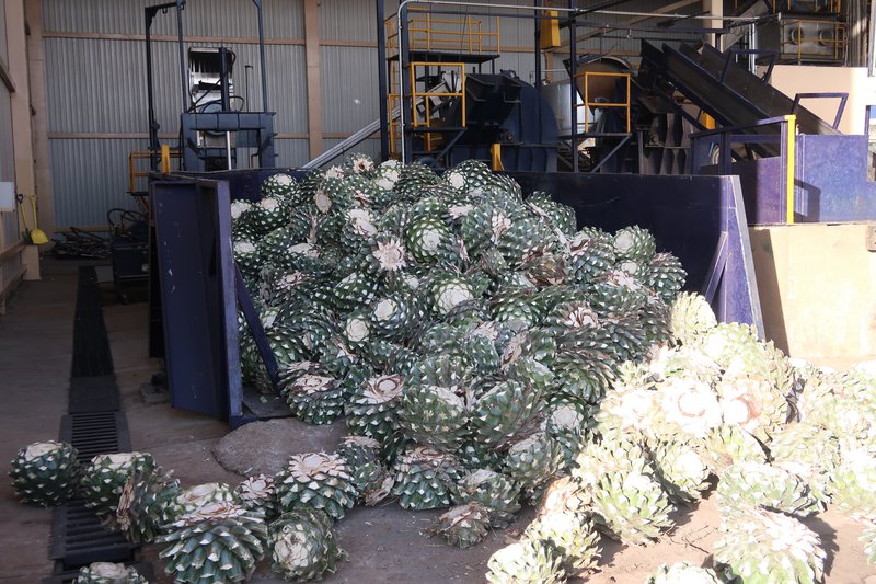 agave syrup supplier